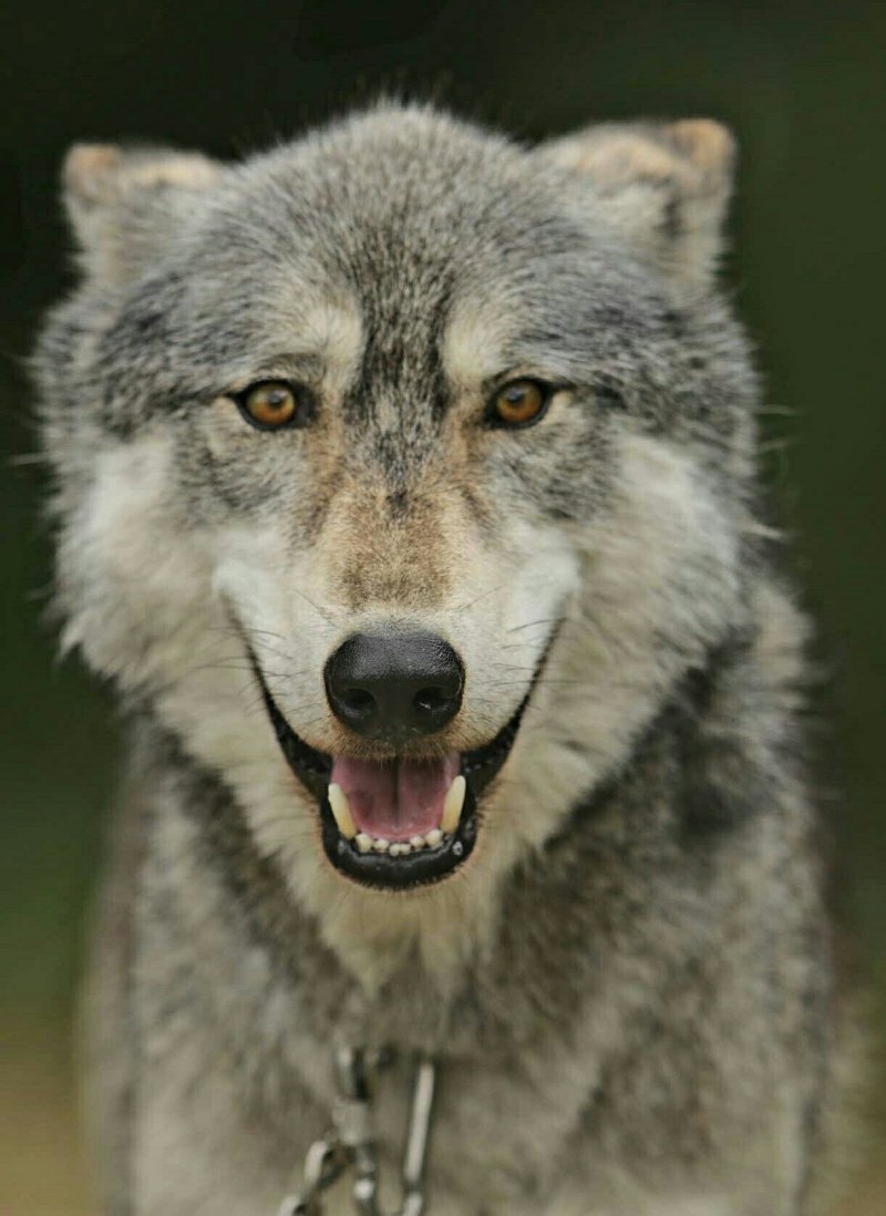 Голос волка