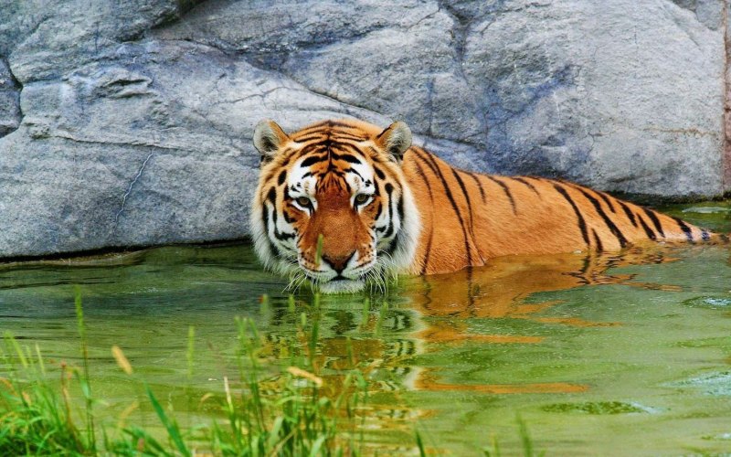 Panthera Tigris acutidens