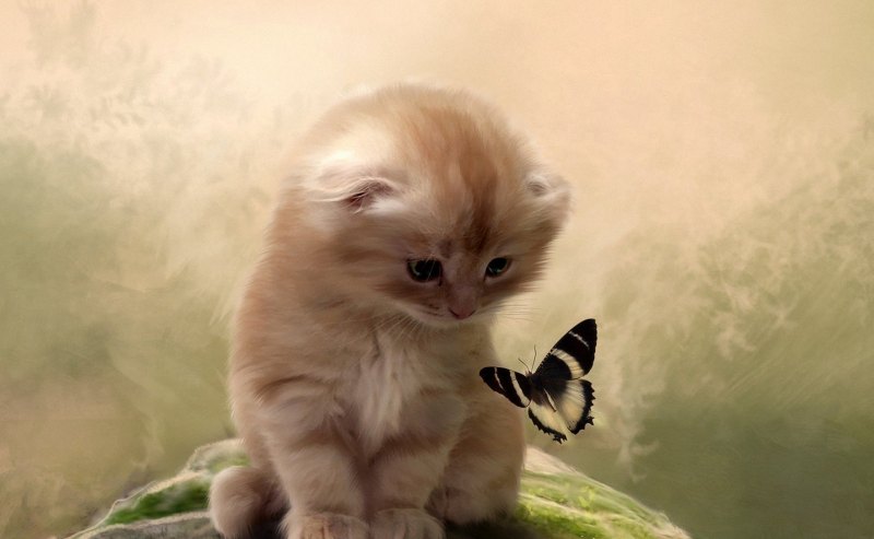 Живые обои котята
