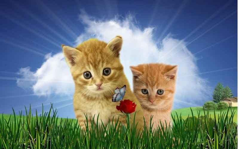 Картинки котят