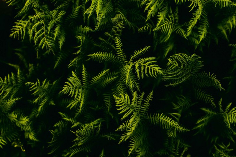 Green aesthetic папоротник