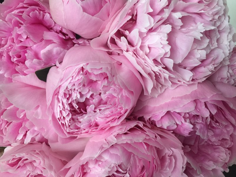 Роза Peony Pink