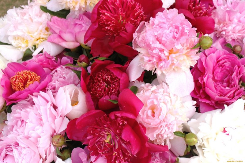 Пионовидная роза Peony Pink