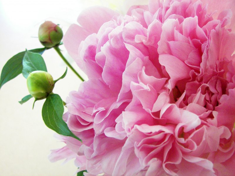 Пион розовый (Peony the Pink)