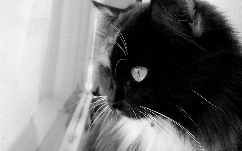 Котики фото красивые на заставку