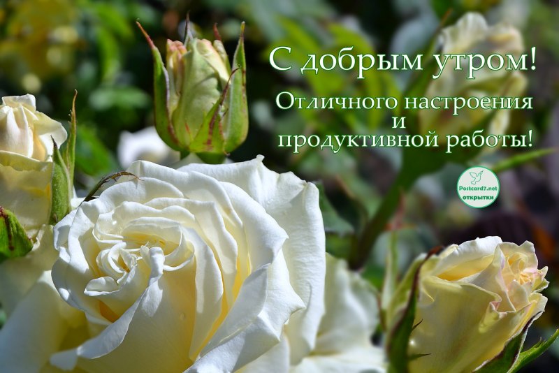 Доброе утро розы