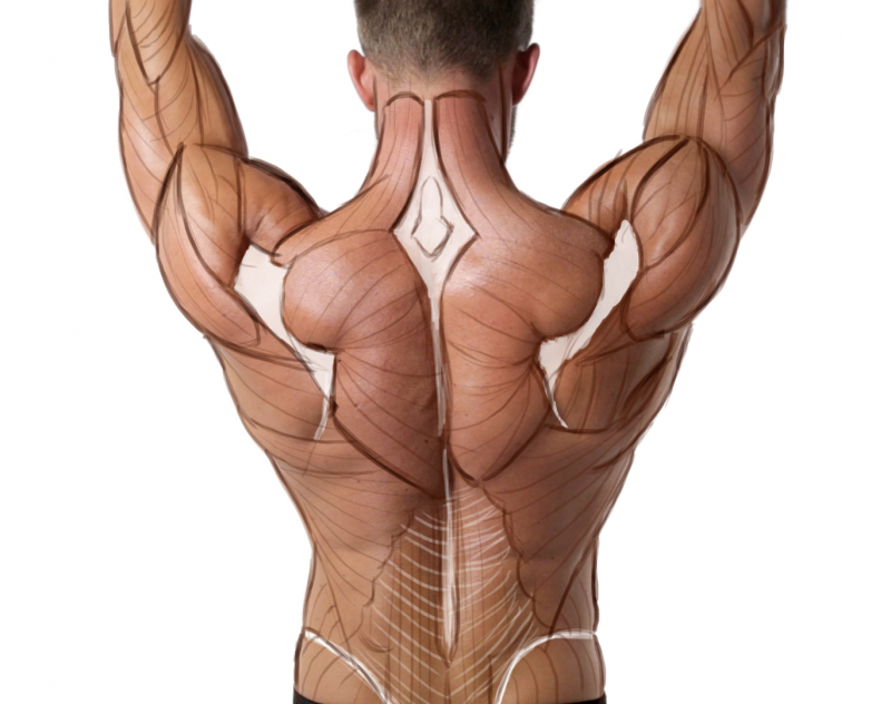 Back muscles. Мужская спина. Мускулы спины. Накаченная спина. Накаченная спина мужская.