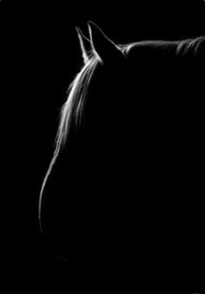 Лошадь на черном фоне