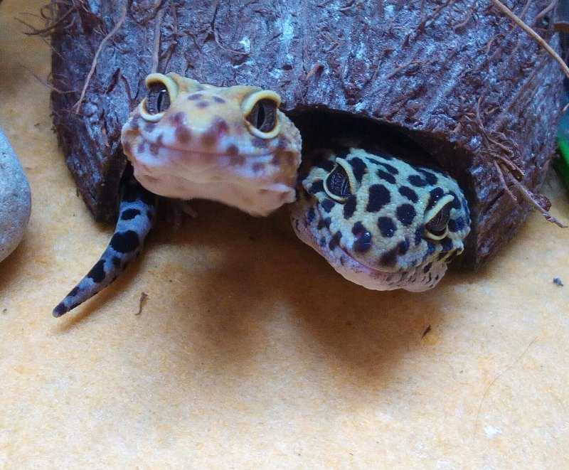 Милая ящерка