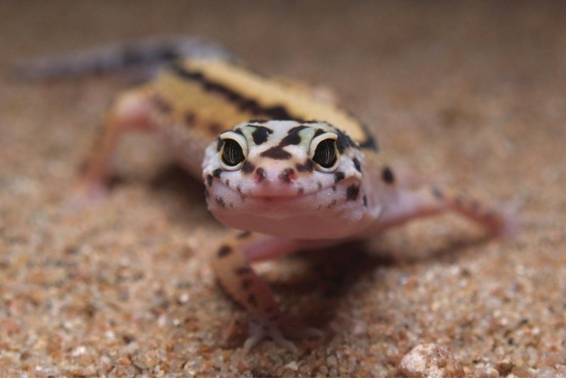 Шишкохвостый геккон