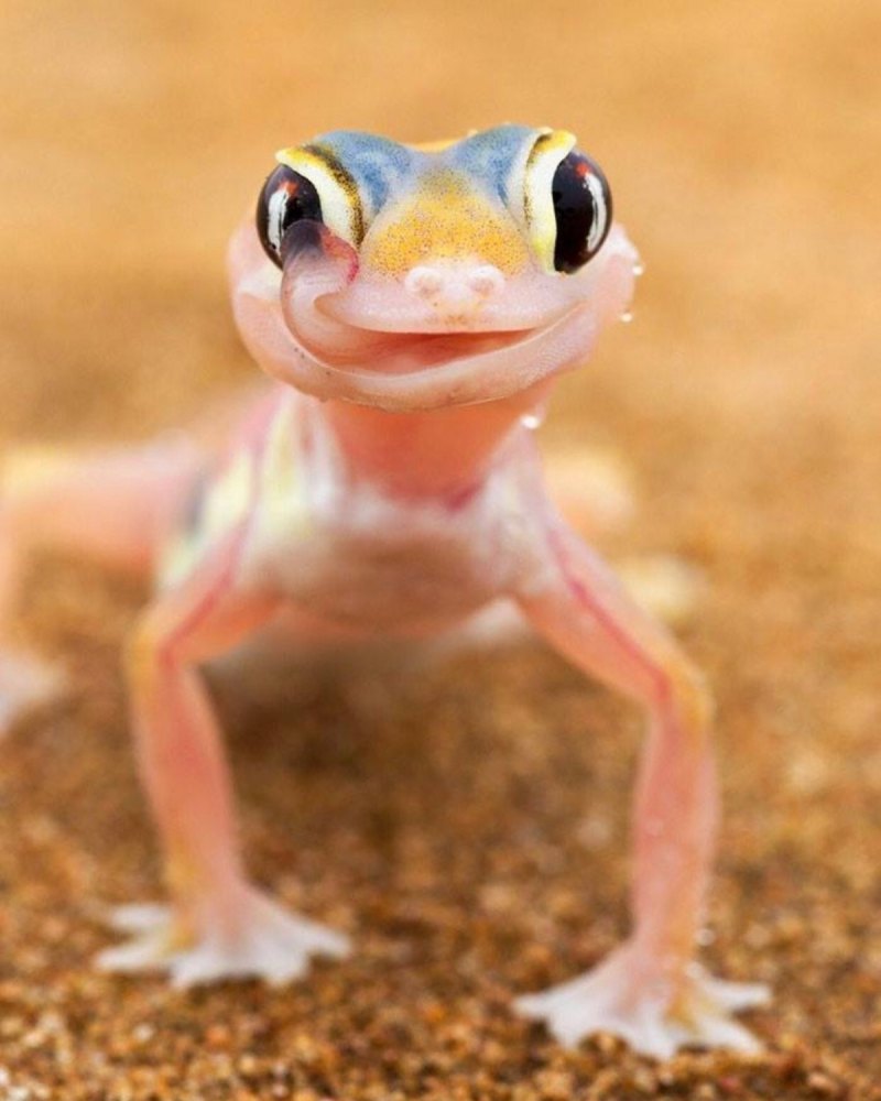 Геккон эублефар улыбается