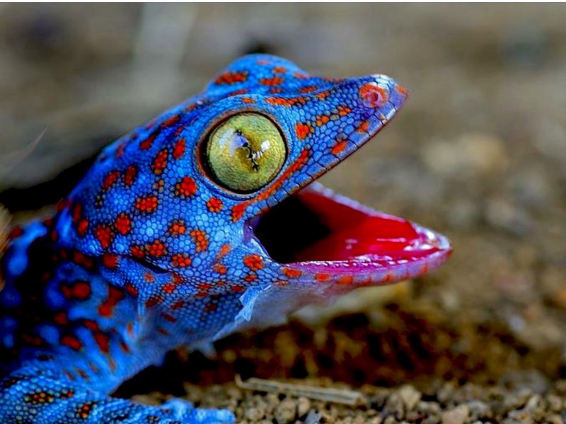 Геккон эублефар улыбка