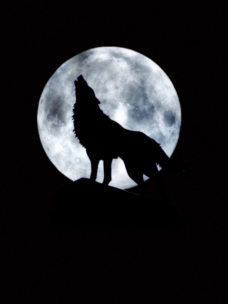 Волки на фоне Луны космоса