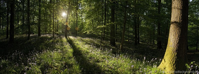 Панорамные снимки леса