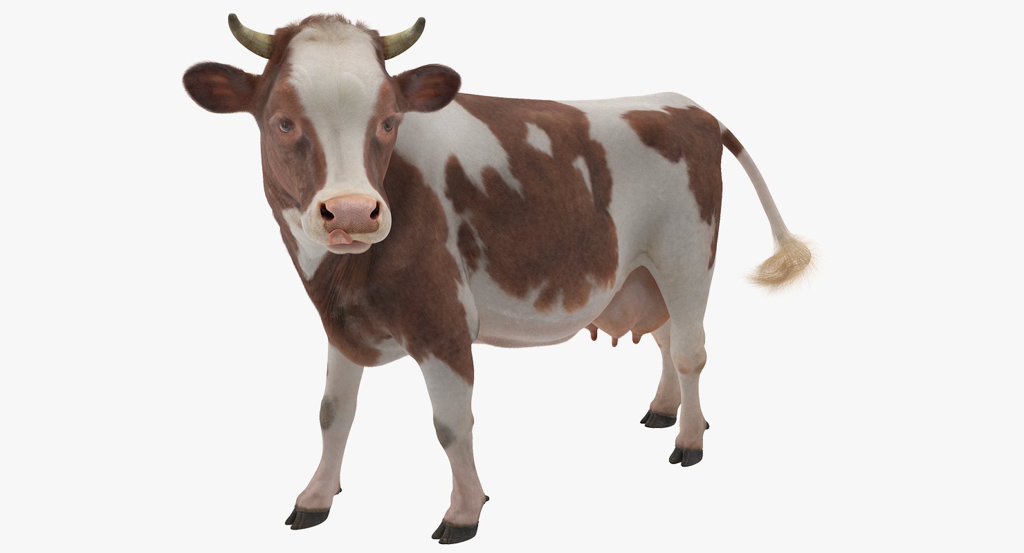 Фото корова для детей на белом фоне