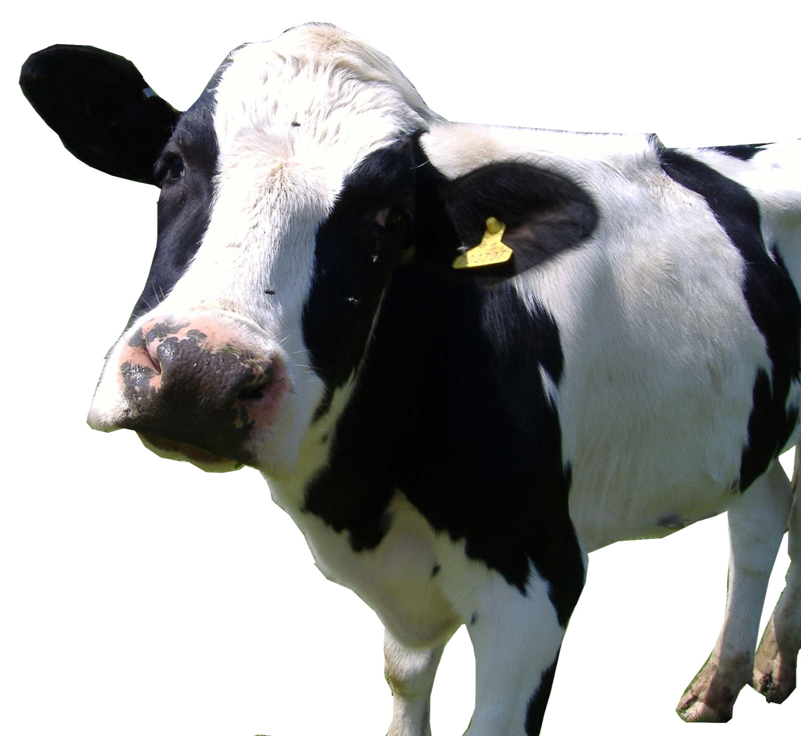 Корова без фона