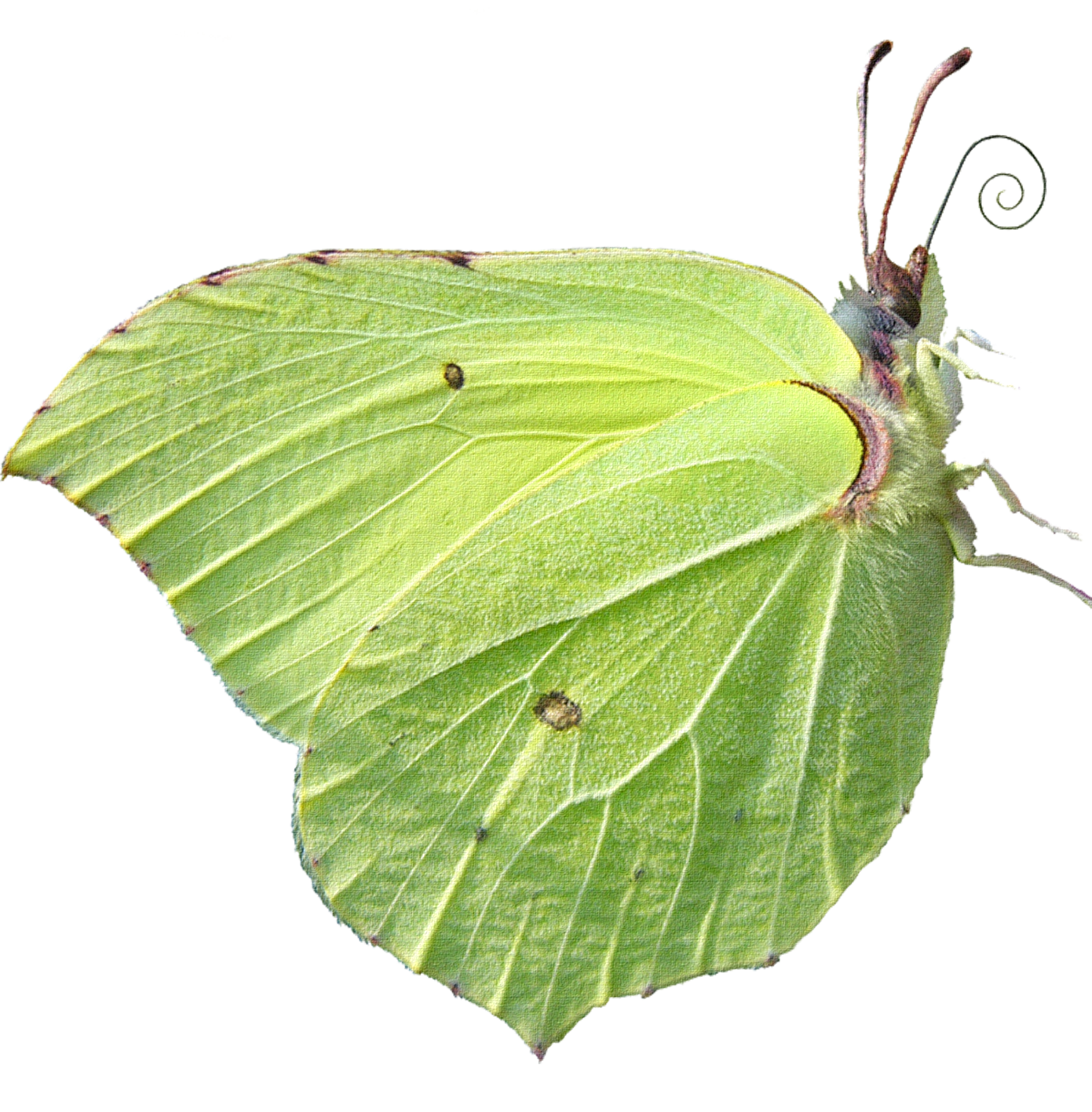 Бабочка лимонница рисунок. Бабочка капустница зеленая. Бабочка лимонница крушинница. Бабочка капустница на белом фоне. Бабочка капустница на прозрачном фоне.