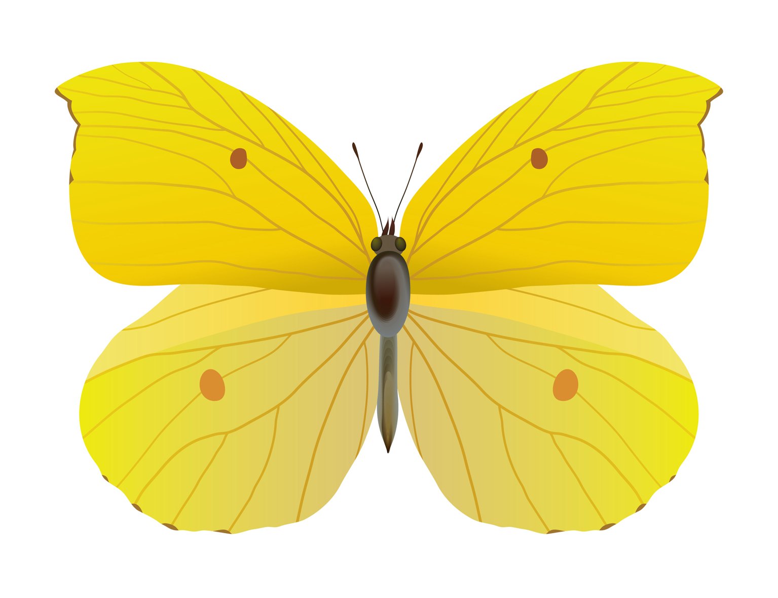 Бабочка лимонница рисунок. Бабочка лимонница на белом фоне. Бабочка лимонница рисунок карандашом. Бабочка лимонница рисунок маслом.