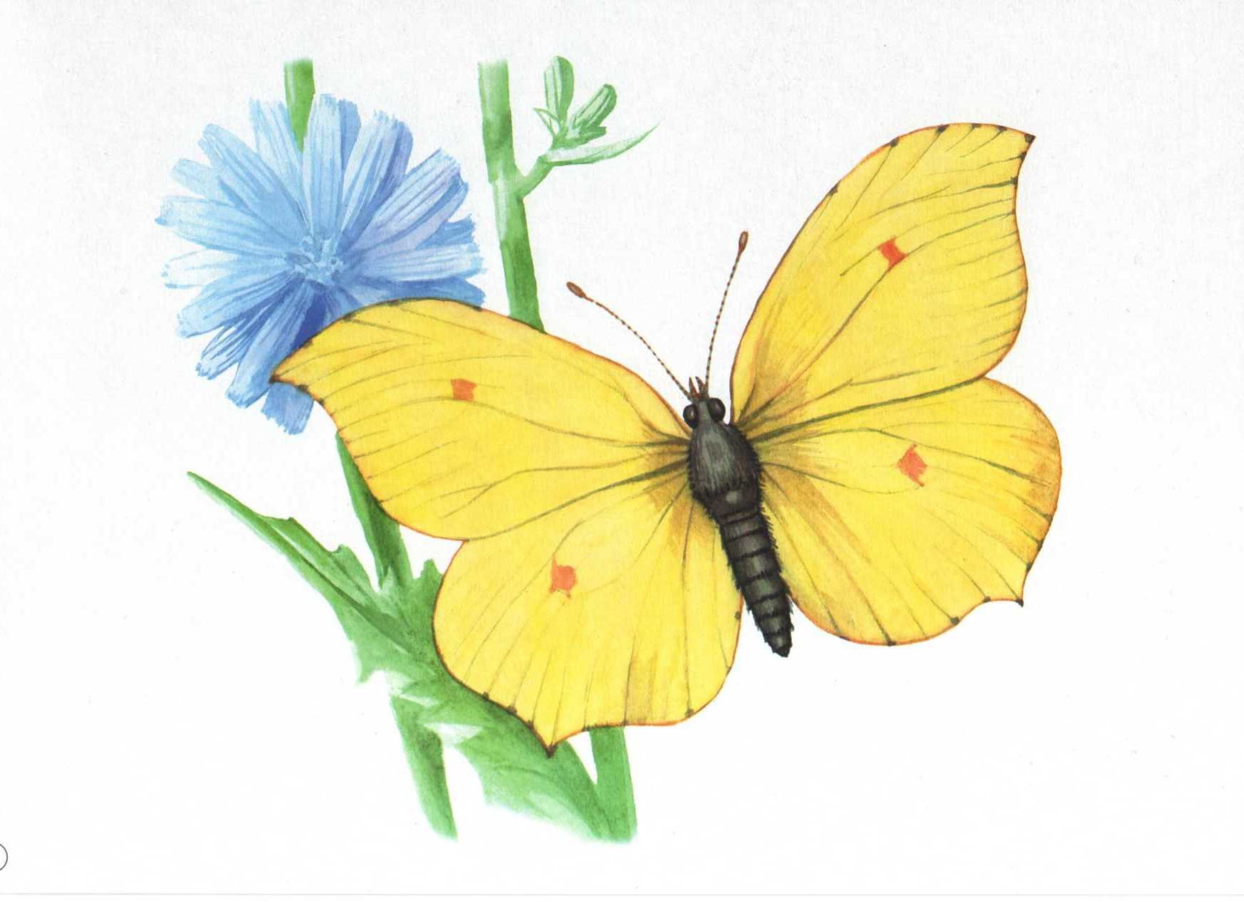 Бабочка лимонница рисунок. Бабочка капустница и лимонница. Бабочка капустница желтая. Бабочка копустница жёлтая. Бабочка лимонница.
