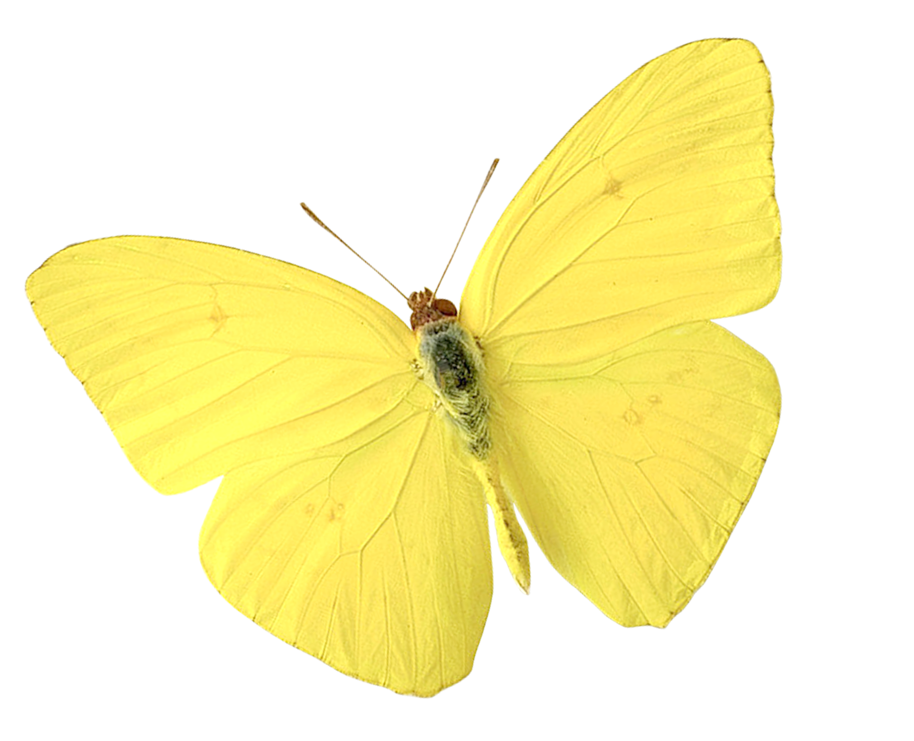 Бабочка капустница и лимонница. Бабочка капустница желтая. Бабочка копустница жёлтая. Жёлтая бабочка лимонница. Бабочка лимонница рисунок