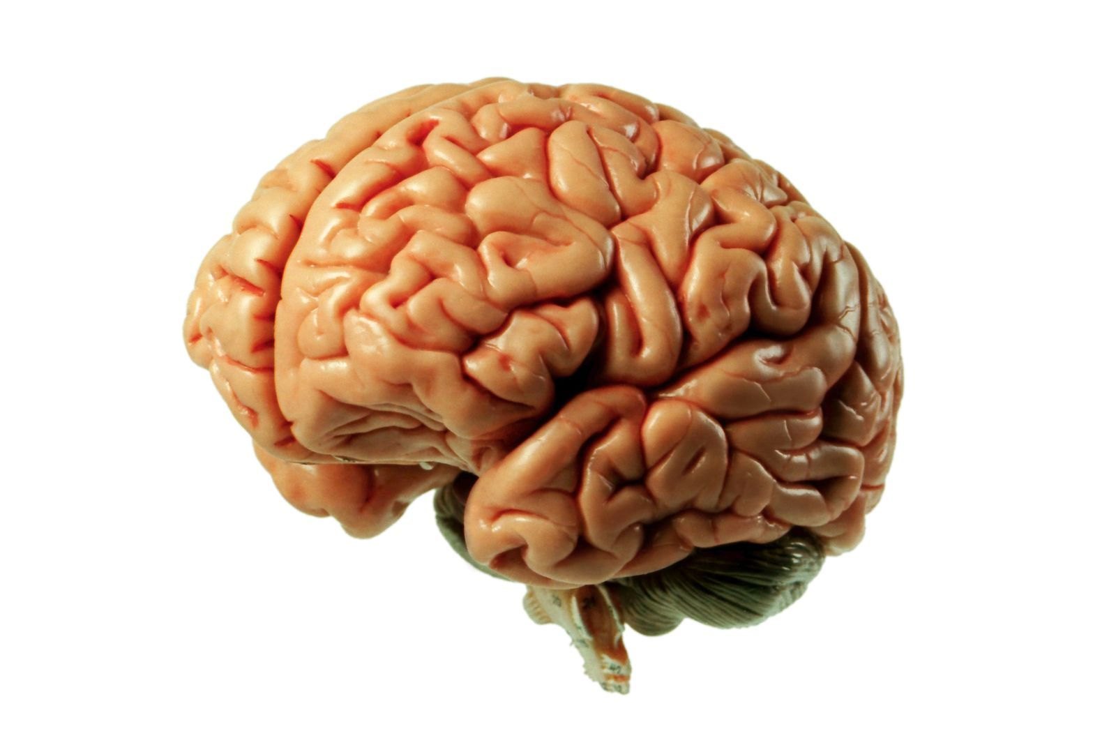 Мозг картинка на белом фоне