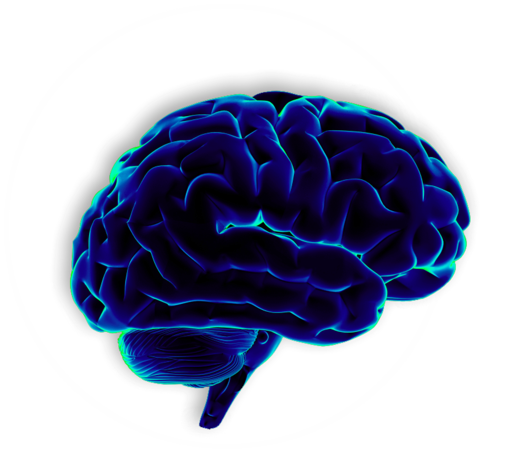 Мозг без фона. Мозг человека на белом фоне. Головной мозг картинка.