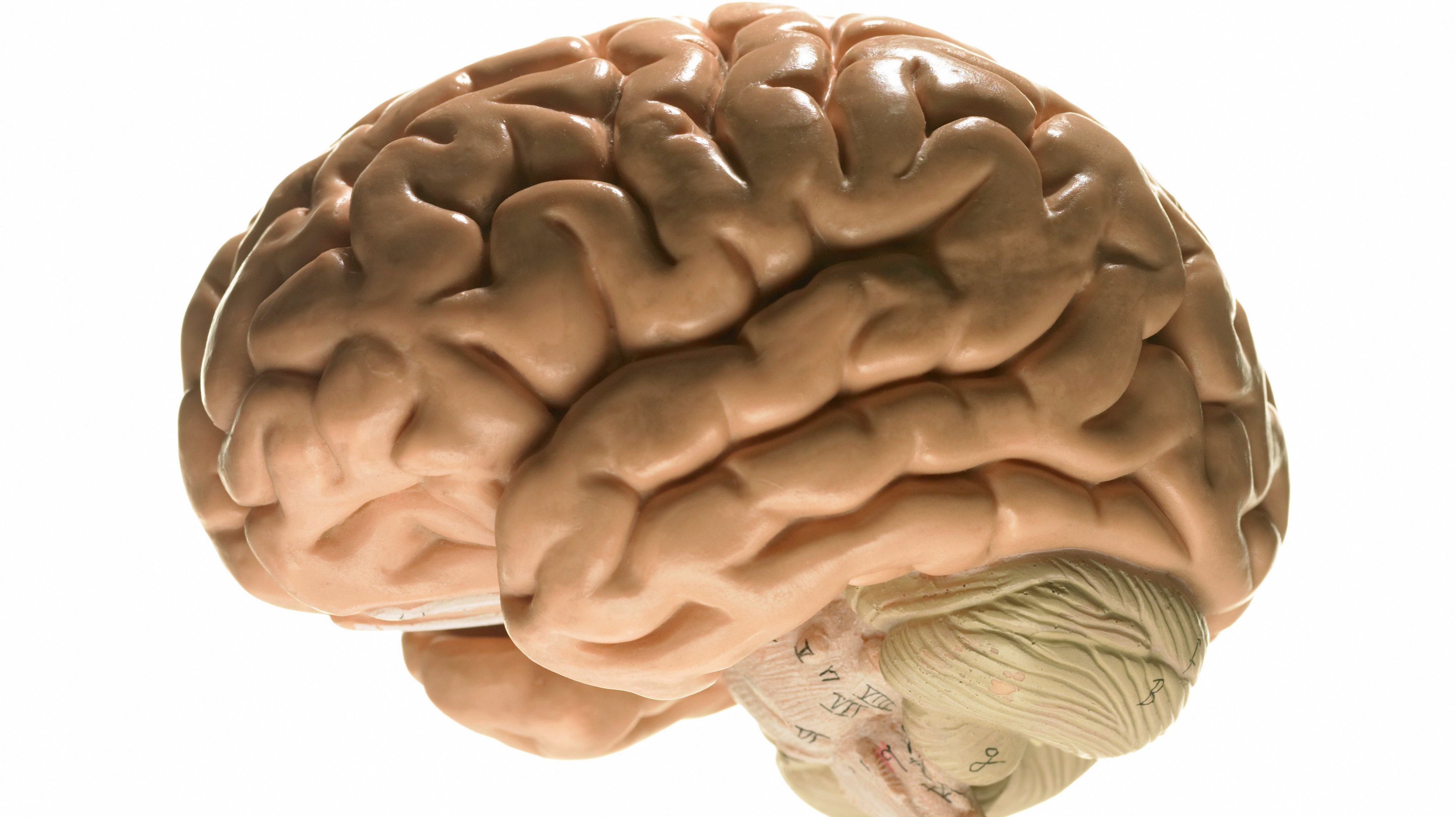 Как выглядит головной мозг человека фото