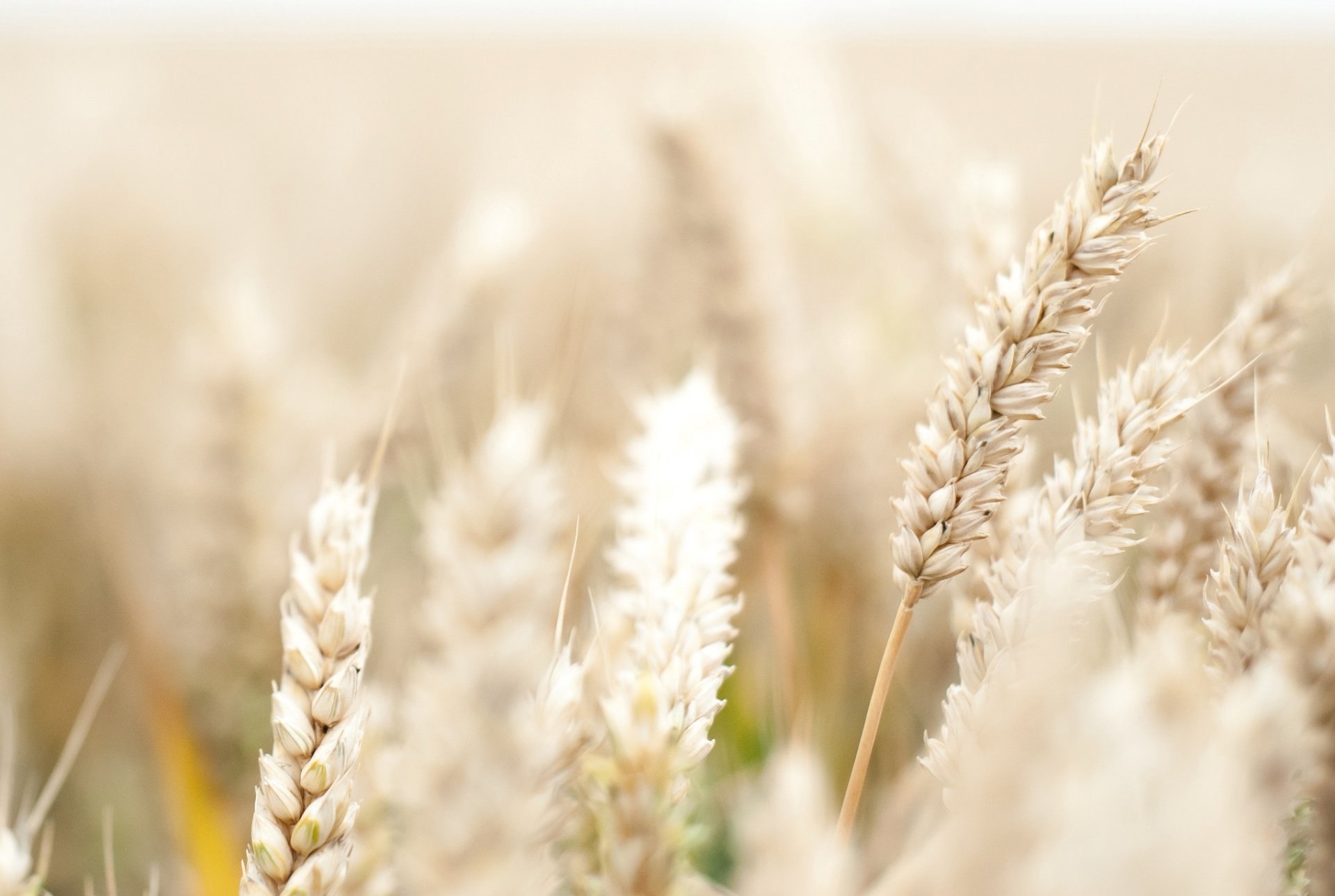 Ваза с колосьями пшеницы в интерьере