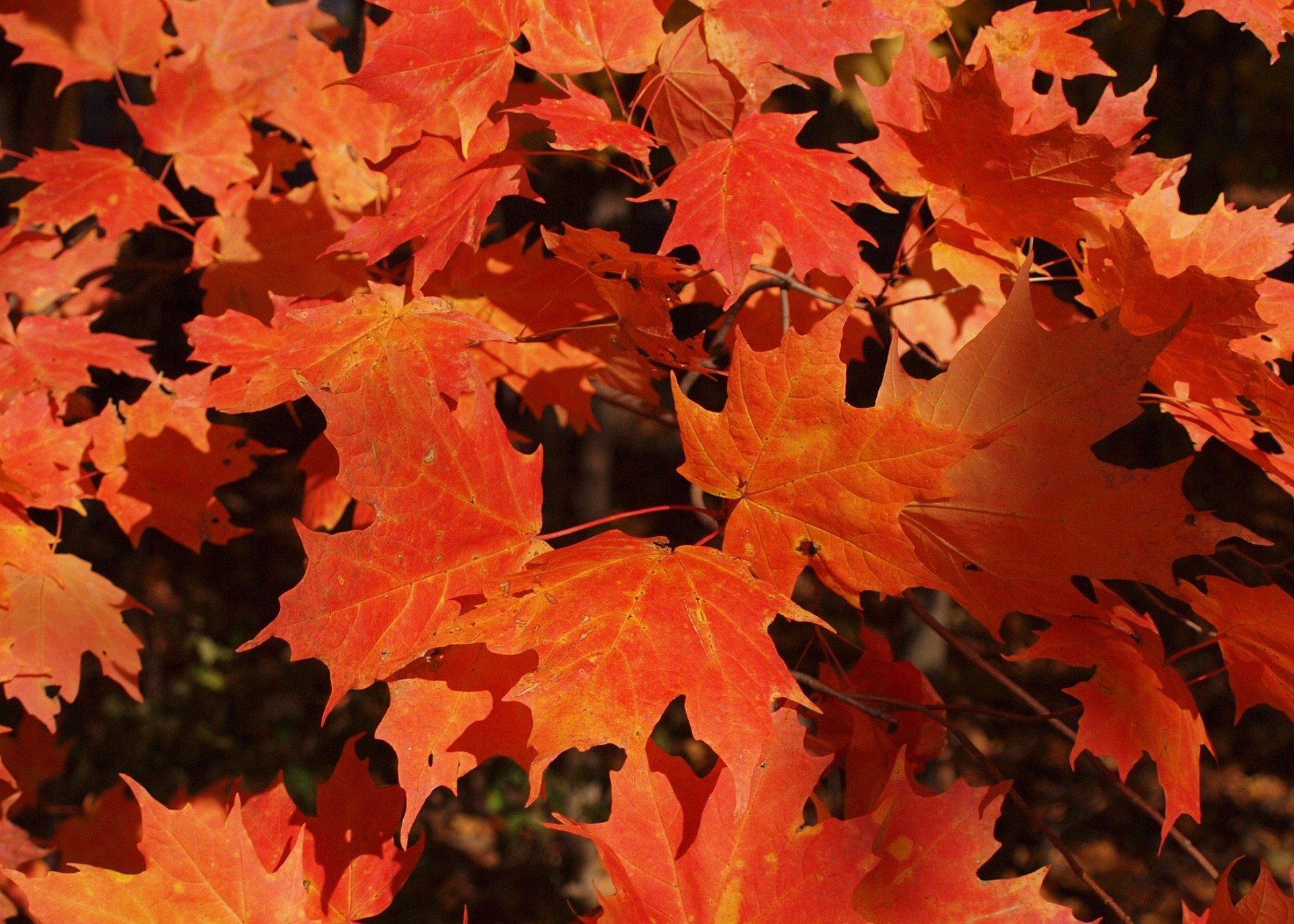 Листья клена желтые и красные. Осенний кленовый лист. Maple кленовый лист. Осенний листик клена. Листья клена осень.