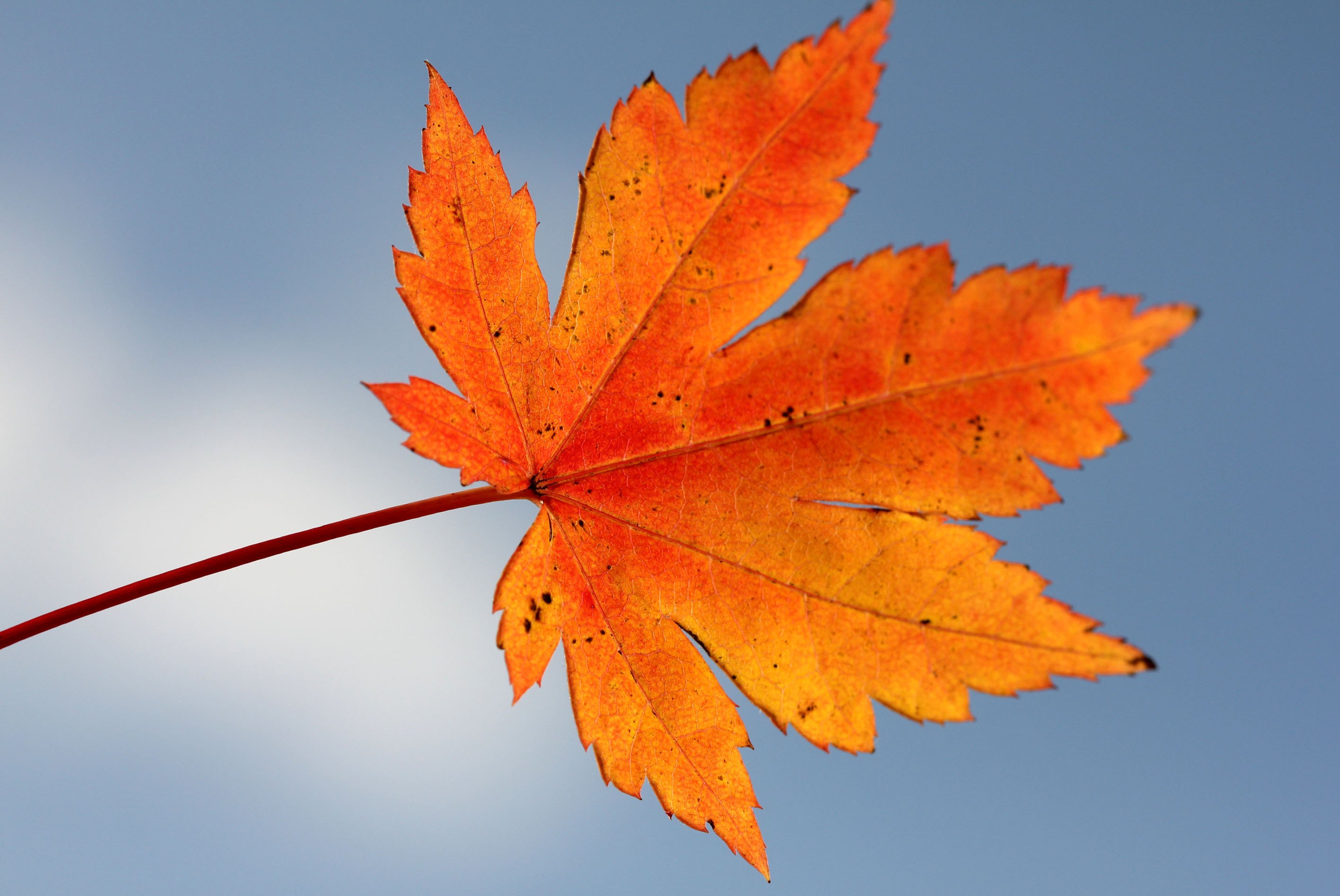 Листья картинки. Красивые листочки. Красивые осенние листики. Кленовый лист. Оранжевый клен.