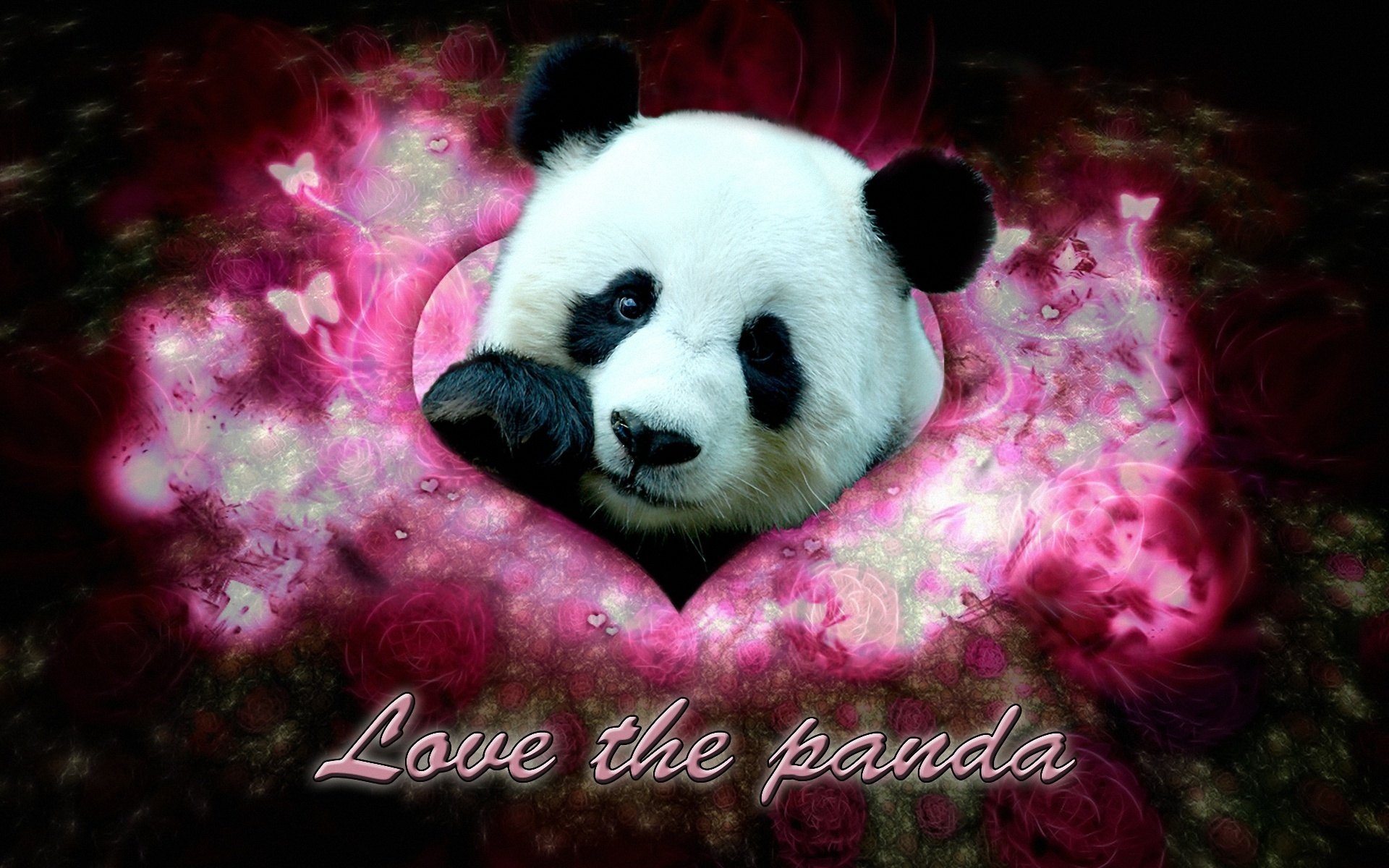 панда любит картинки