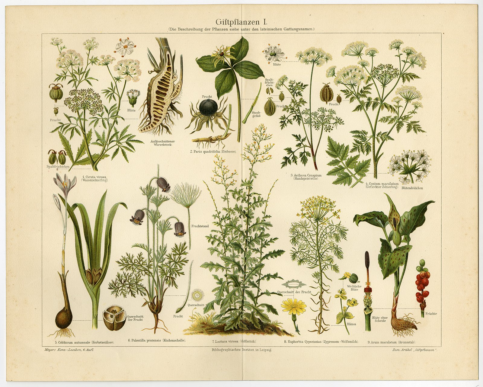 Растения. Плакат