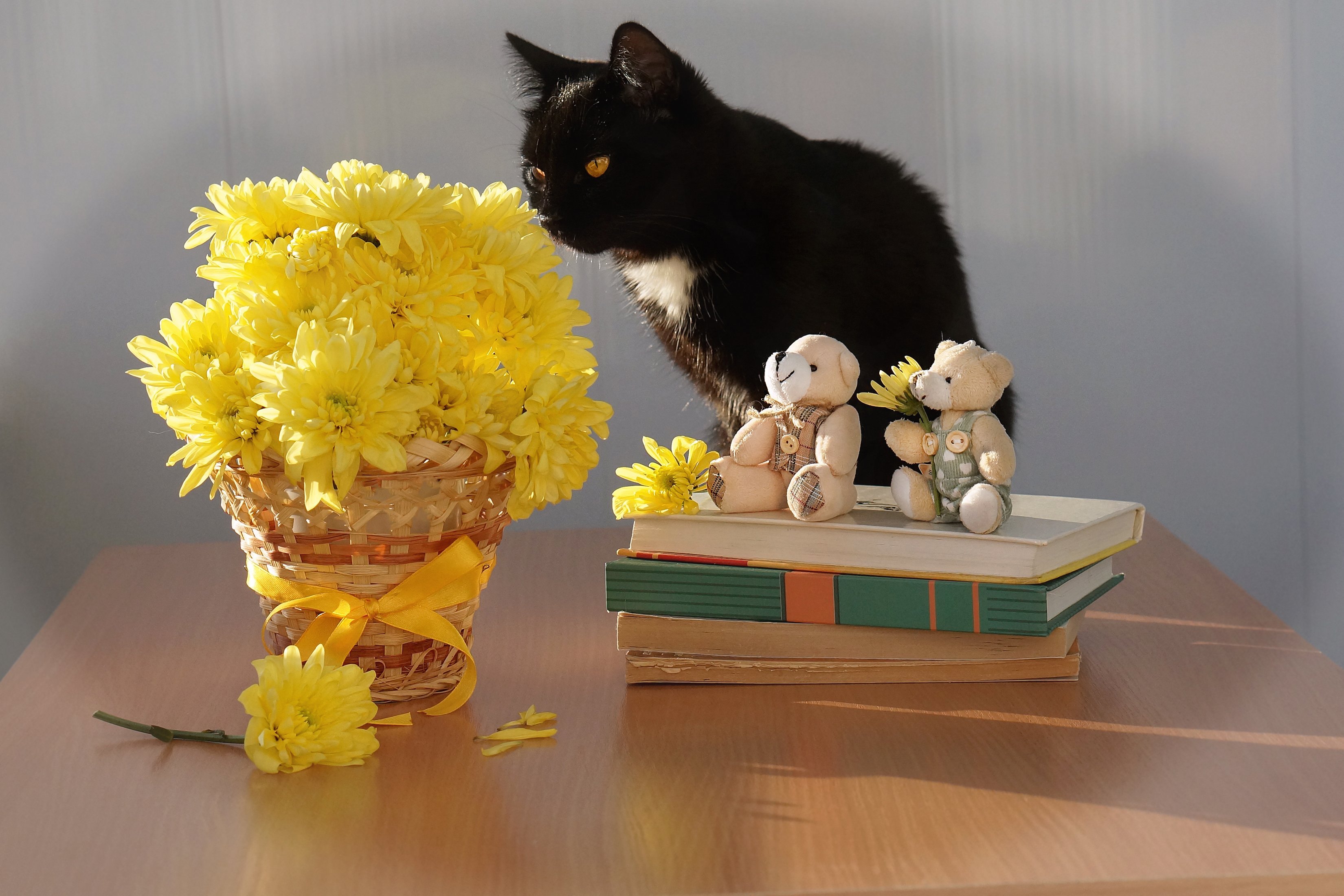 Кот ест мимозу. Кошки и цветы. Котик с цветами. Кот с букетом цветов. Букет котят.