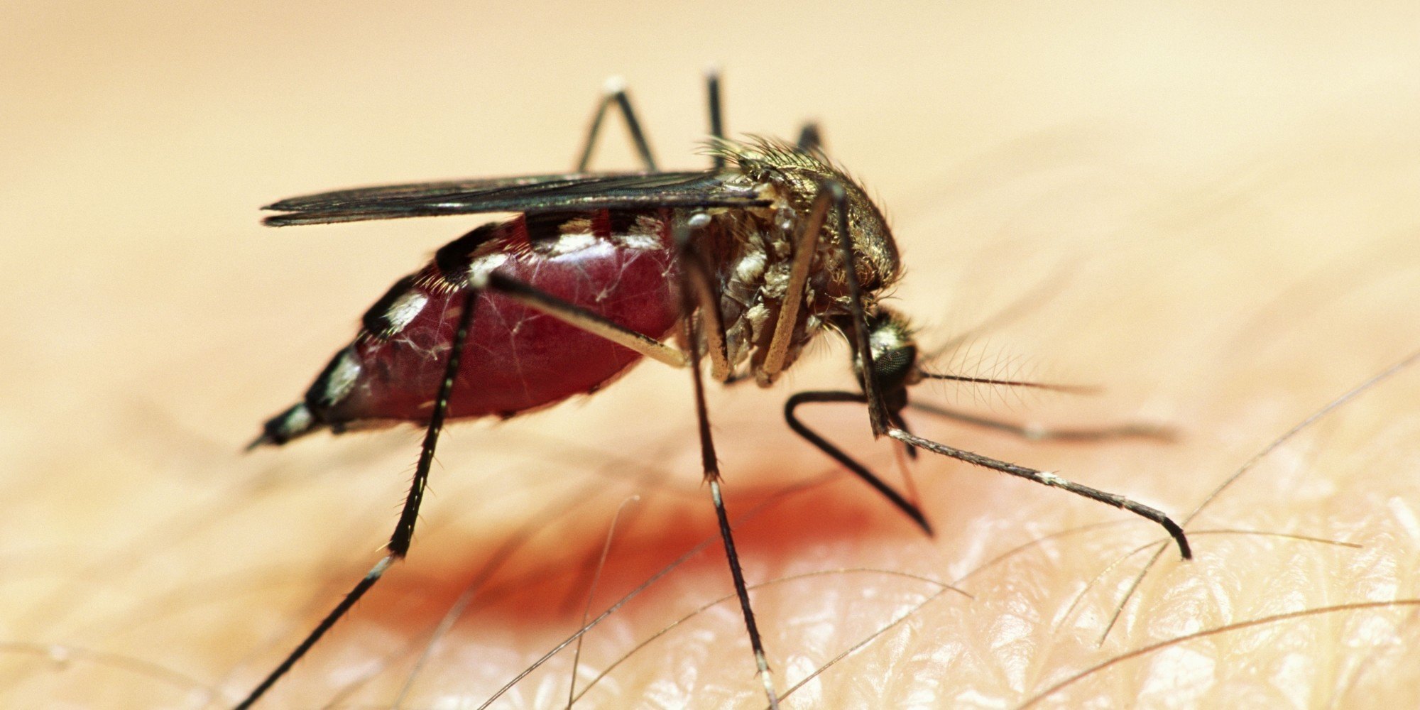 Малярия укусы комаров. Укусил малярийный комар. Кровососущие насекомые комары. Малярийный комар пьет кровь. Кровососущие насекомые средней полосы.
