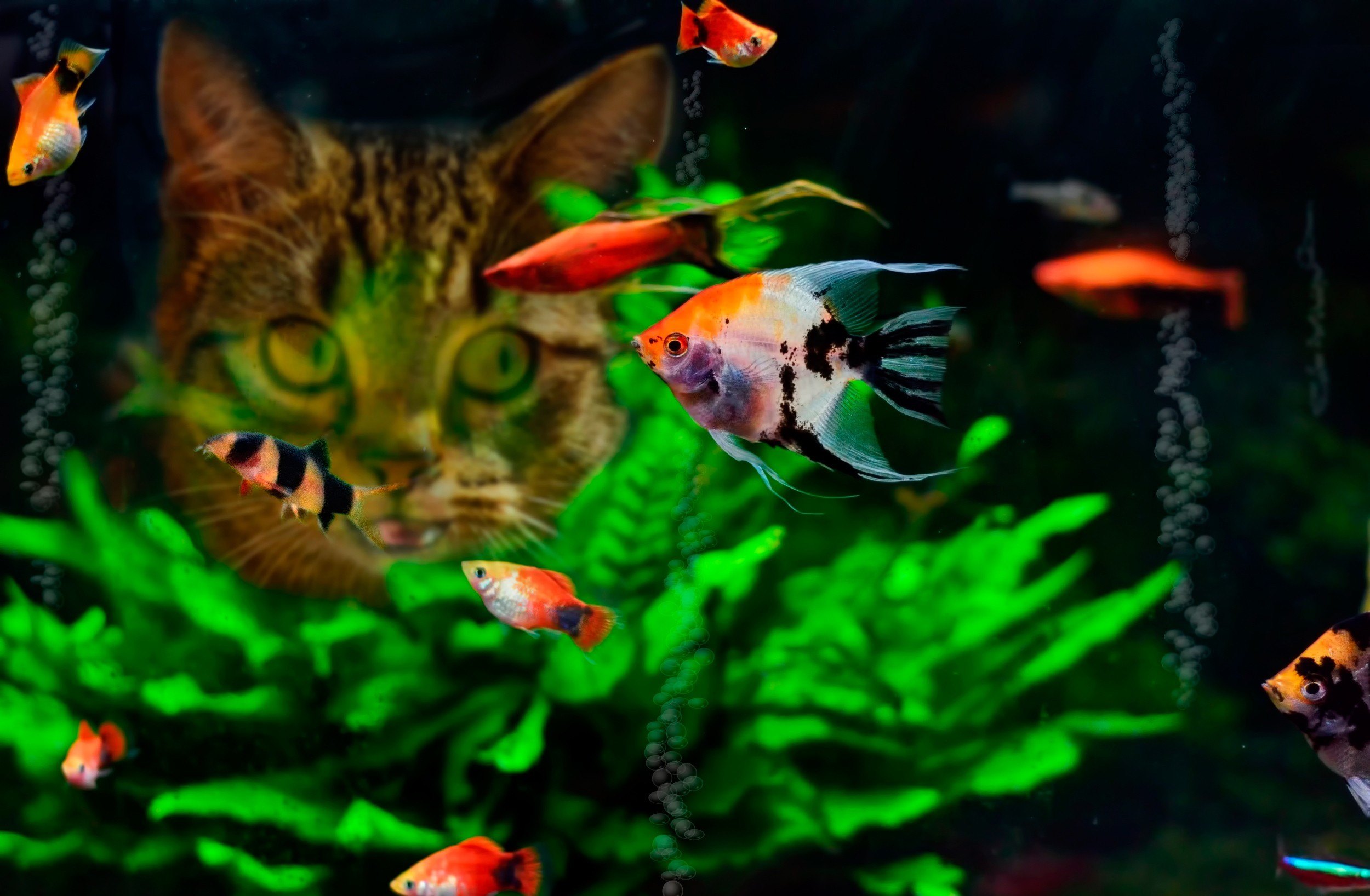 Живые рыбки на экране - фото и картинки abrakadabra.fun