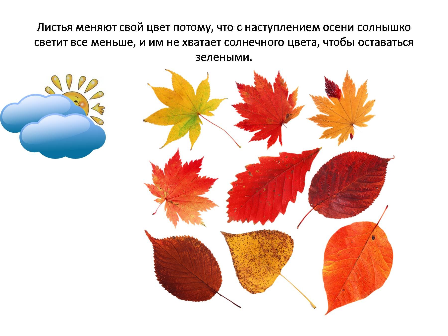 Тест листопад 6 класс. Листья разных деревьев. Признаки осени. Презентация осень для дошкольников. Осенние признаки.