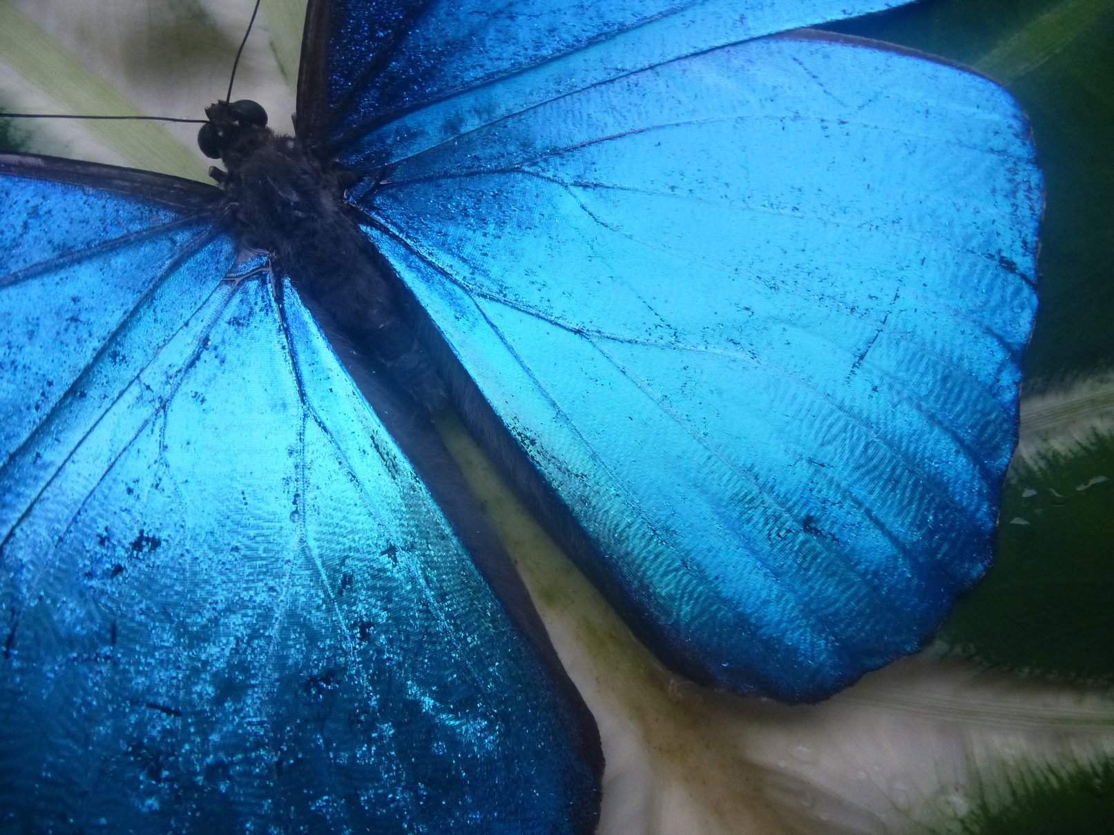 Эстетика голубой бабочк