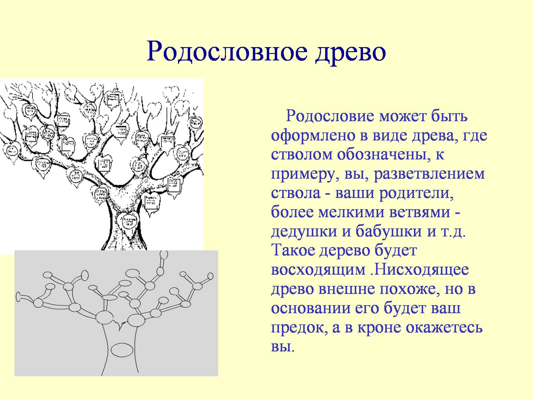 Древо для презентации. Генеалогическое дерево. Семейное дерево для презентации. Проект моя родословная. Тема моя родословная.