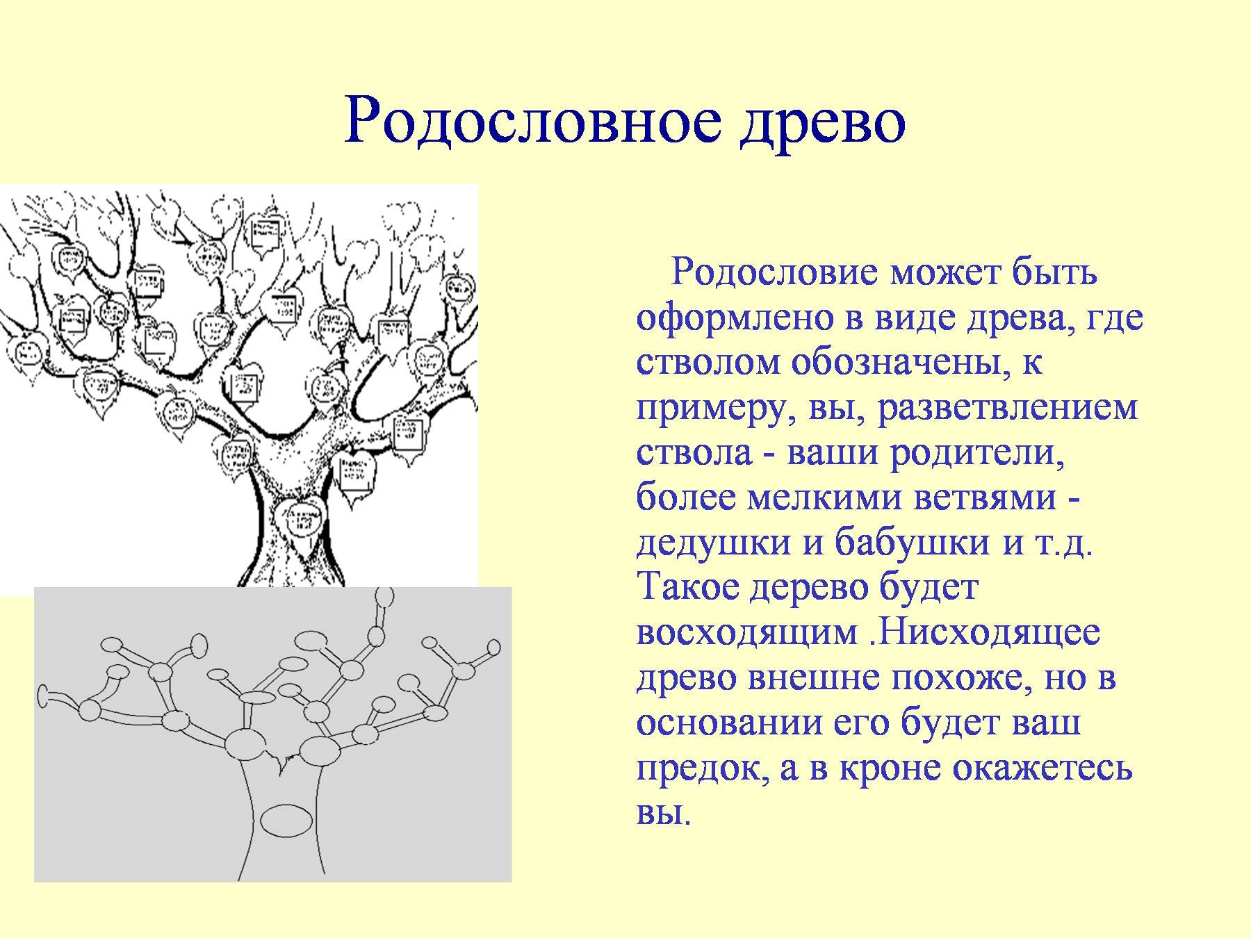 Проект моя родословная 3 класс готовый проект