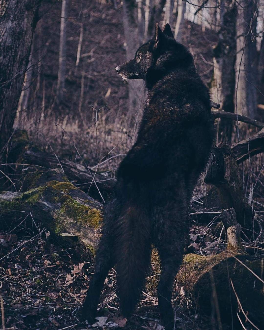 Черный волк эстетика - фото и картинки abrakadabra.fun