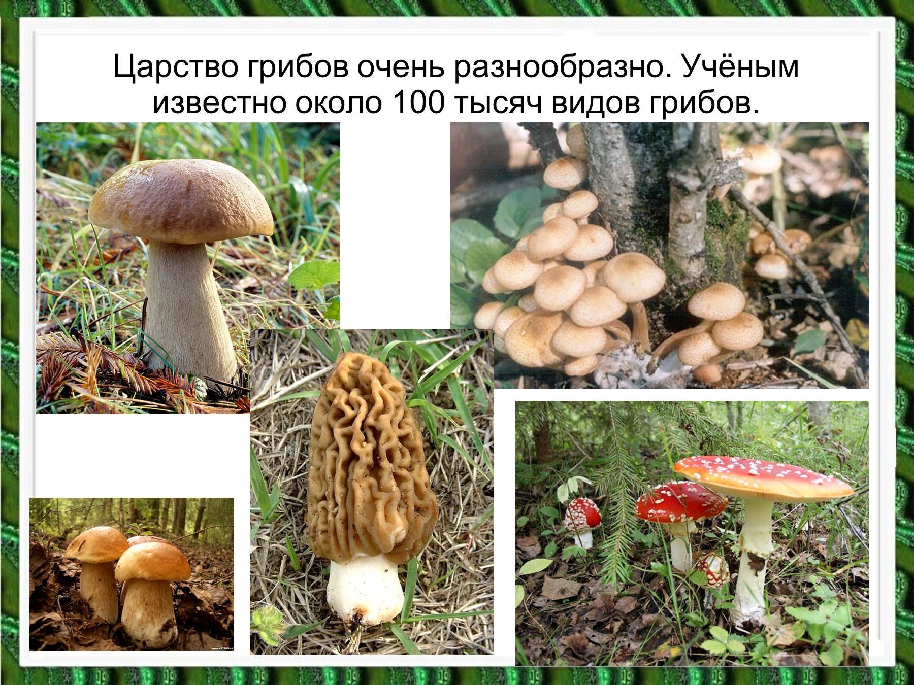 Есть царство грибов. Царство грибы. Царство грибов презентация. Царство грибов 3 класс. Биология царство грибы.