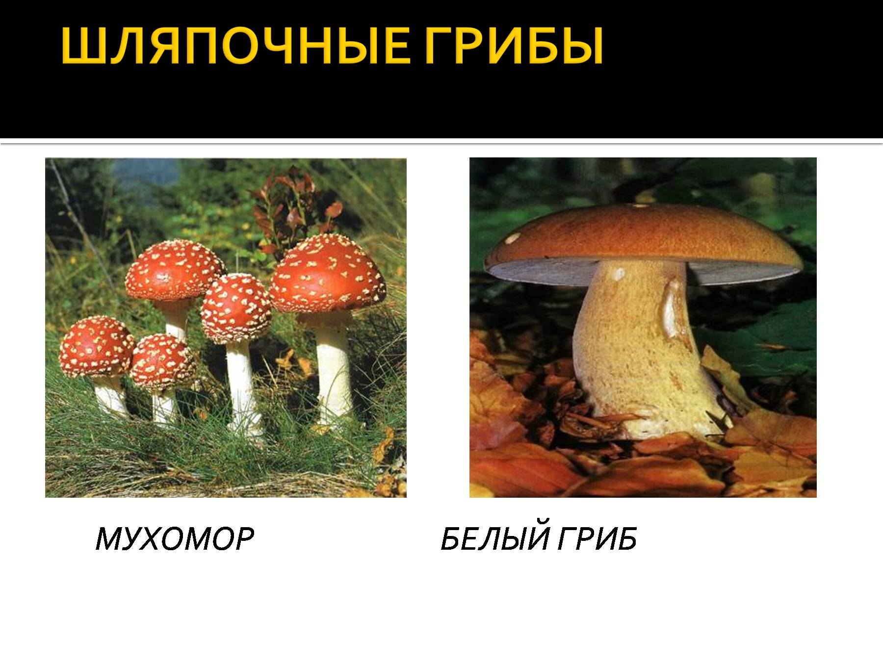 Ядовитые шляпочные грибы. Царство грибов. Царство грибов картинки. Царство грибы мухомор отдел. Строение шляпочного гриба.
