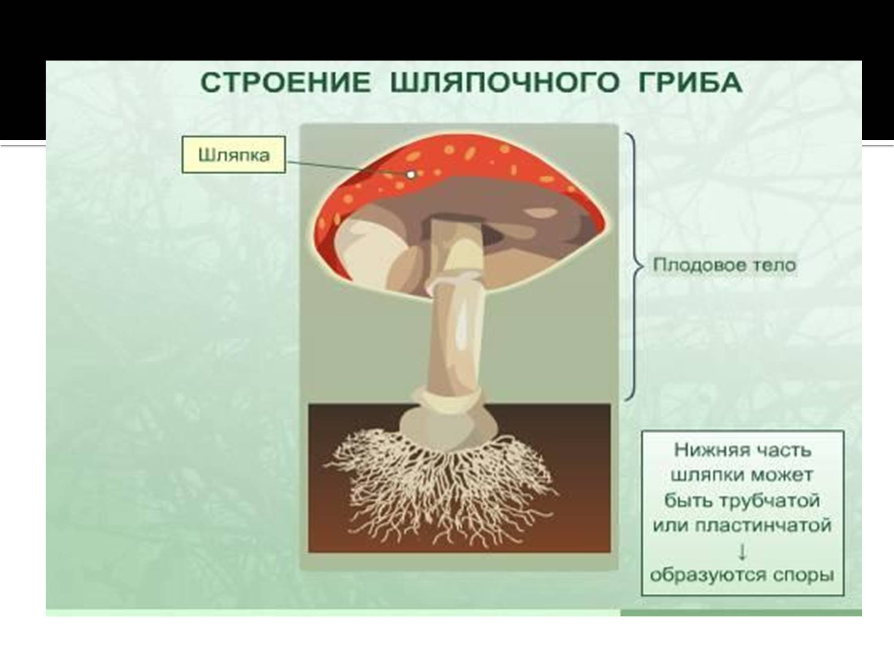 Шляпочные грибы состоят из шляпки. Строение шляпочного гриба. Строение шляпочных грибов. Гриб схематично. Жизненный цикл шляпочного гриба.