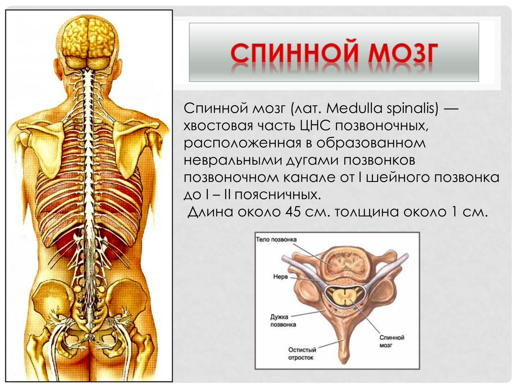 Центральный отдел нервной системы спинной мозг. Нервная система спинного мозга человека анатомия. Функции органов нервной системы спинной мозг. Позвонки человека спинной мозг анатомия.