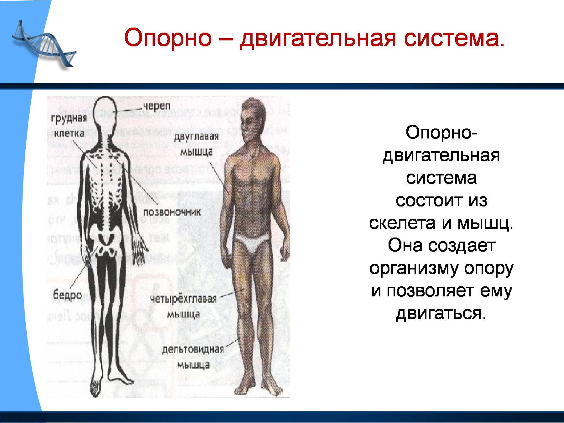 Органы и системы органов человека 3 класс окружающий мир