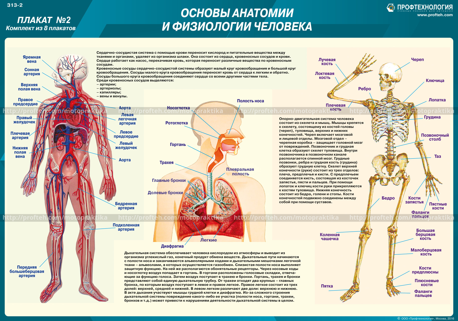 Анатомия медколледж