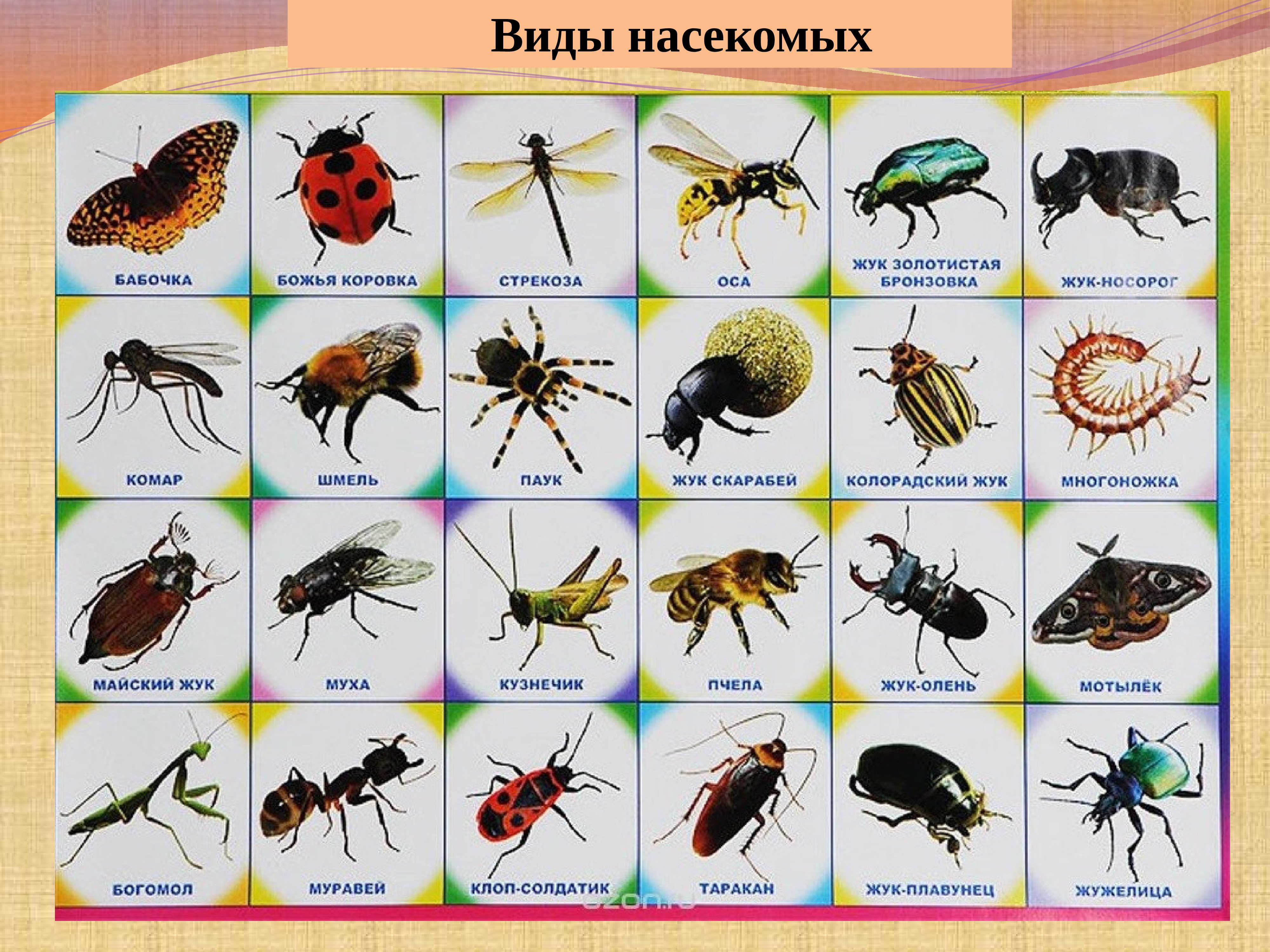 насекомые владимирской области фото с названиями
