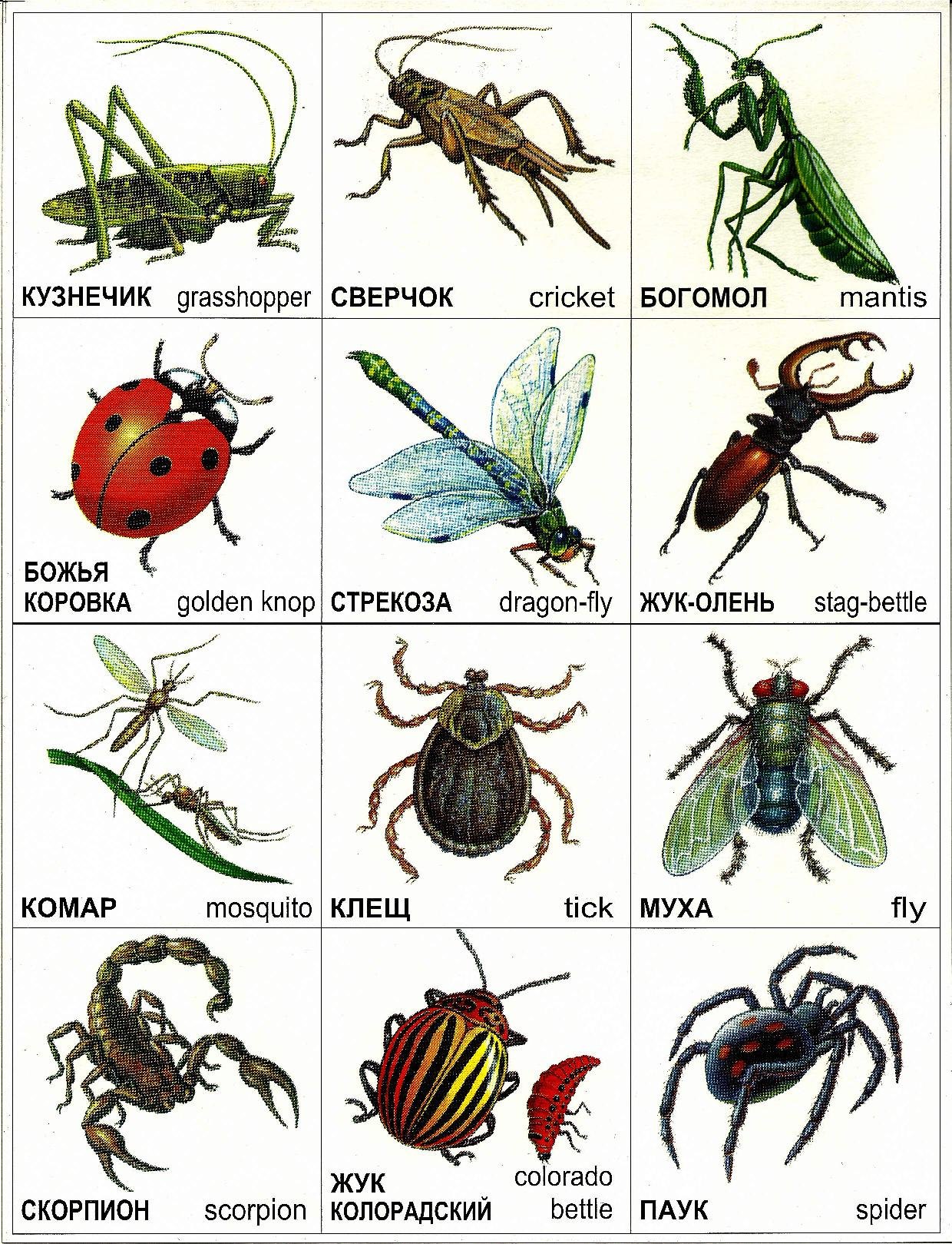 найти картинки насекомых
