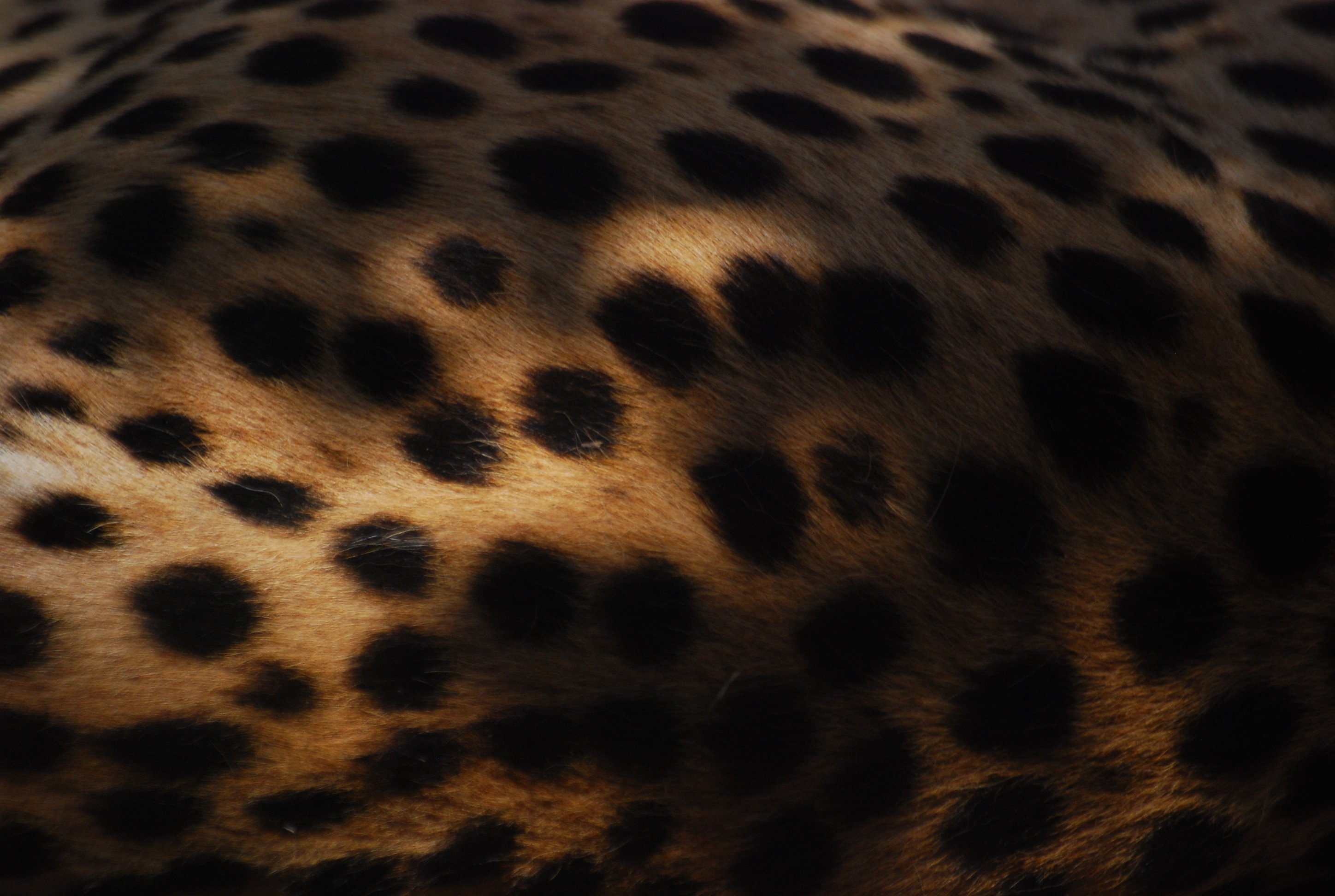 Cheetah 3d fur effect photomural wallpaper design