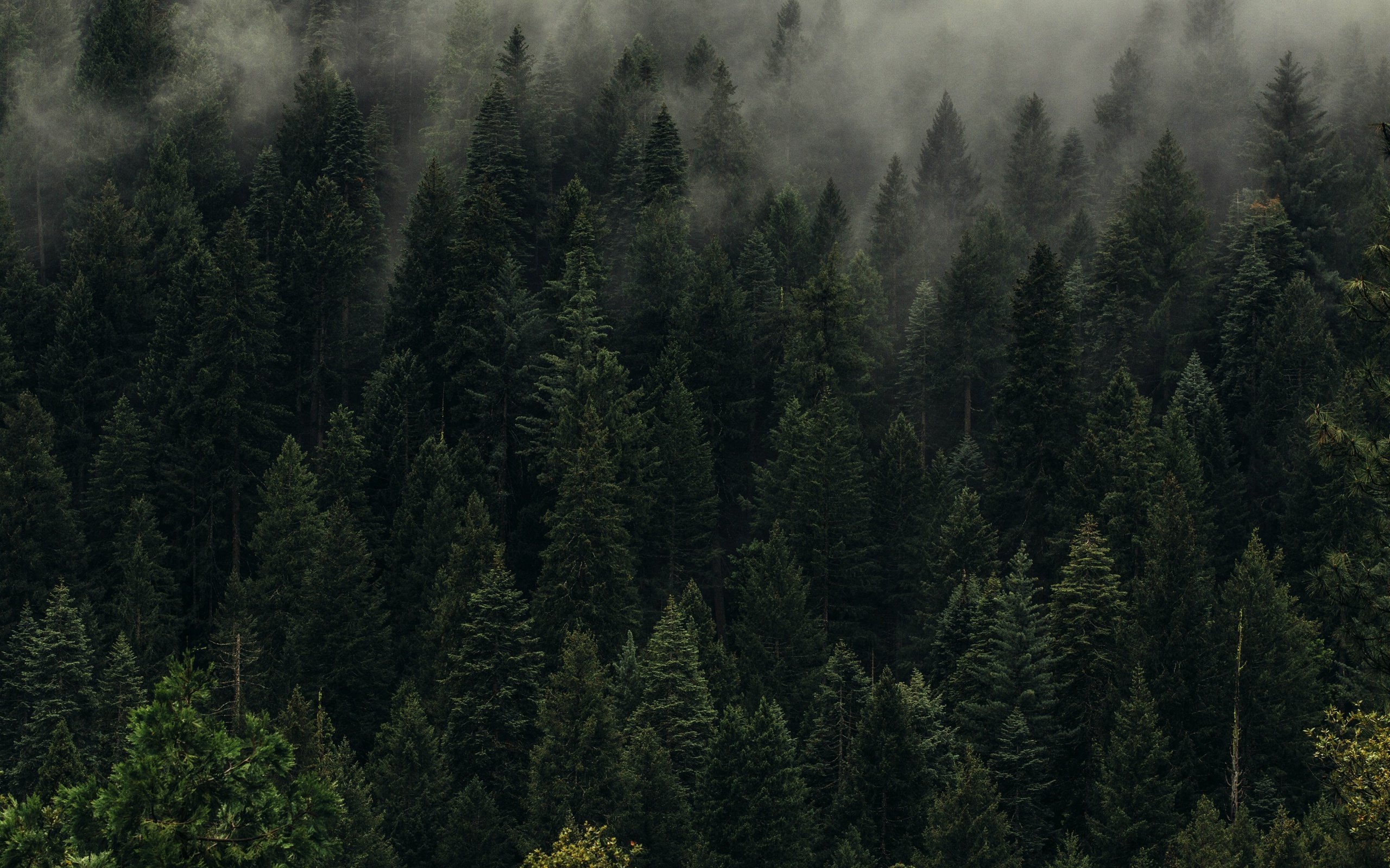 Радиация в тайге. Туманный лес Таганай. Лес в тумане. Тайга фон. Серый лес в тумане.
